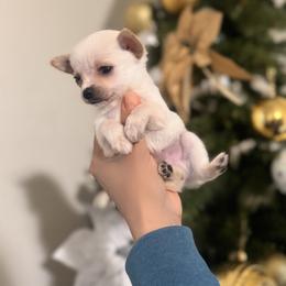 Taco - Cream and white male Chihuahua puppy in Richland, Washington from Northwest Paws
