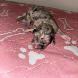 Australian Shepherd Puppies from Good Karma Aussies