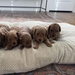 Goldendoodle Puppies from Hygge & Hound by McKenzie