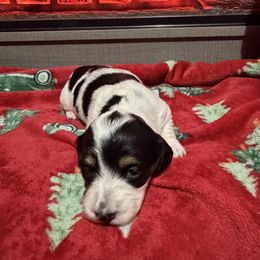 Puppy 3 - Piebald female Dachshund puppy in Martinsville, Virginia from Rea's Doxies