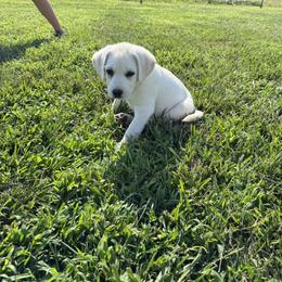 Purple Female - Yellow female Labrador Retriever puppy in Nevada, Missouri from CKB Labradors
