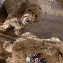 Bella  - Goldendoodle