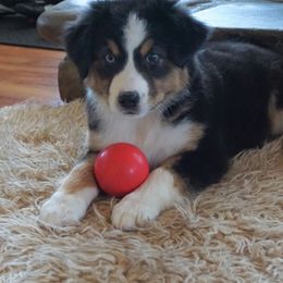 Australian Shepherd Puppies from Pole Canyon Australian Shepherds
