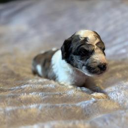 Mateo - Merle male Goldendoodle puppy in Jacksonville, Florida from Dandelion Doodles
