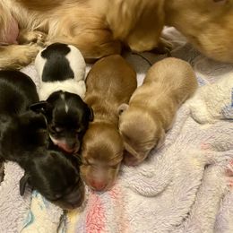 Dachshund Puppies from Alpine Meadow Dachshunds