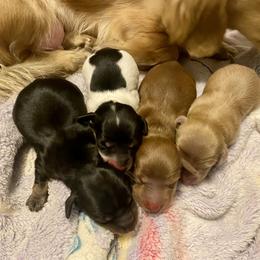 Dachshund Puppies from Alpine Meadow Dachshunds