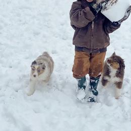 Australian Shepherd Puppies from Malin Family Aussies