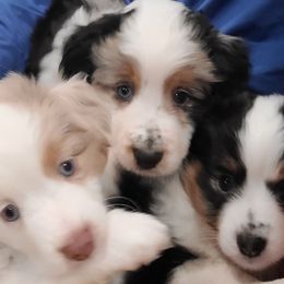 Miniature American Shepherd puppies from Jill's Miniature American & Australian Shepherds