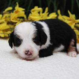Lance - Tri-color male Bernedoodle puppy in Perrysville, Ohio from Pleasant Valley Bernedoodles