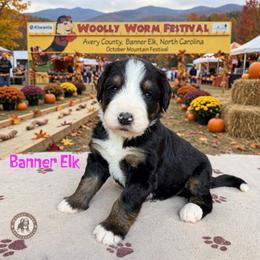 Banner Elk - Tri-color female Bernedoodle puppy in Banner Elk, North Carolina from Walnut Tree Bernedoodles