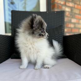 Opal - Blue merle female Pomeranian puppy in San Jacinto, California from Savvypomeranians