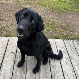 Labrador Retriever puppies from Coram Deo Retrievers