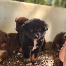 Ivy - Black tri-color female Australian Shepherd puppy in Cable, Ohio from Resolute Aussies