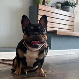 Raya - French Bulldog