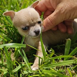 Girl 1 - Chihuahua puppy from Chi Chi's Place
