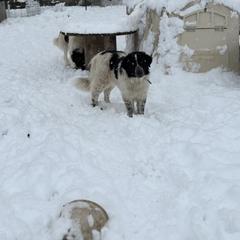 Karakachan and Labrador Retriever All Grown Up from Victorian Acres