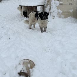 Karakachan and Labrador Retriever All Grown Up from Victorian Acres