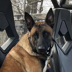 Zephyr - Belgian Malinois