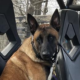 Zephyr - Belgian Malinois
