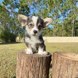 Atlas - Black and white male American Corgi puppy in Florida from Sunrise Corgis