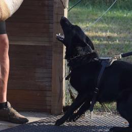 Cane Corso and German Shepherds from Cane Sportivo
