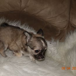 Boy 1 - Black sabled fawn male Chihuahua puppy in Deridder, Louisiana from BG's Chihuahua