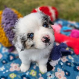 Thor - Blue merle male Miniature American Shepherd puppy in Kalama, Washington from Lone Pine Miniature American Shepherds
