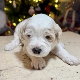 Bandit (blue) - male Golden Mountain Doodle puppy in Twin Falls, Idaho from Magic Valley Family Doodles