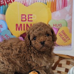 Maltipoo and Poodle Puppies from Maltipoos SD
