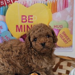 Maltipoo and Poodle Puppies from Maltipoos SD