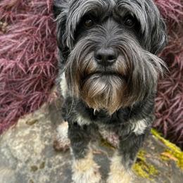Daphne - Australian Labradoodle