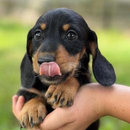 Leonard - Black and tan male Dachshund puppy in Greenup, Kentucky from Tygart Creek Dachshunds