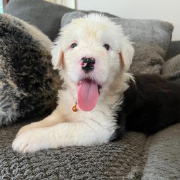 Old English Sheepdog Puppies from Heavinly Blessings Farm Pups - Old English Sheepdog Puppies
