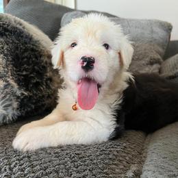 Old English Sheepdog Puppies from Heavinly Blessings Farm Pups - Old English Sheepdog Puppies
