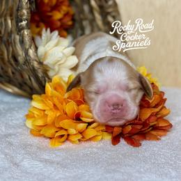 Gourdy - Buff and white male Cocker Spaniel puppy in Nashville, Arkansas from Rocky Road Puppies