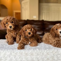 Goldendoodles from Greenfield Goldendoodles