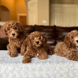 Goldendoodles from Greenfield Goldendoodles