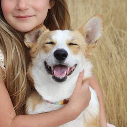 Pembroke Welsh Corgis from Julia's Pembroke Welsh Corgis