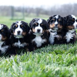 Bernese Mountain Dog Puppies from Mountain Dog Kennel