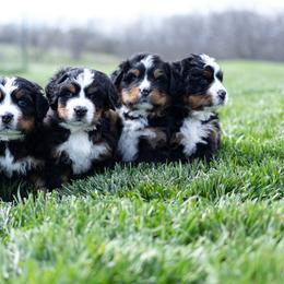 Bernese Mountain Dog Puppies from Mountain Dog Kennel