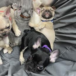 French Bulldog Puppies from Debruyn Bulldogs
