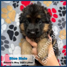 German Shepherd Puppies from Timpanogos Shepherds