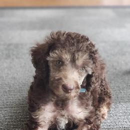 Poodles from Kurly Q Poodles