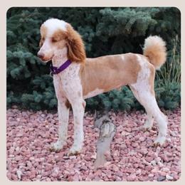 Freckles - Poodle