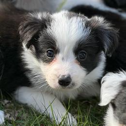 Blythe - Black and white female Border Collie puppy in Lakeview, Michigan from Haven Creek Farm