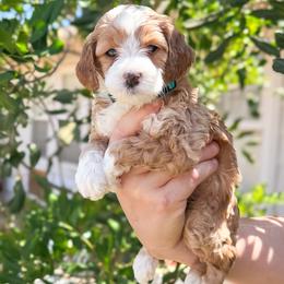 Starfish - Apricot female Goldendoodle puppy in Garden Grove, California from Sunkissed Doodles