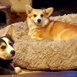 Pembroke Welsh Corgi Puppies from Rees Corgis