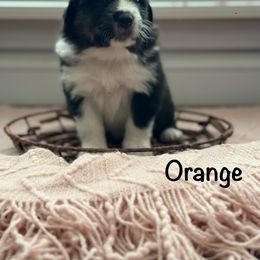 Australian Shepherd Puppies from Julia Rose Ranch