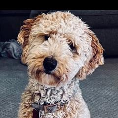 Goldendoodles from Golden Rivers Doodles