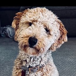 Goldendoodles from Golden Rivers Doodles